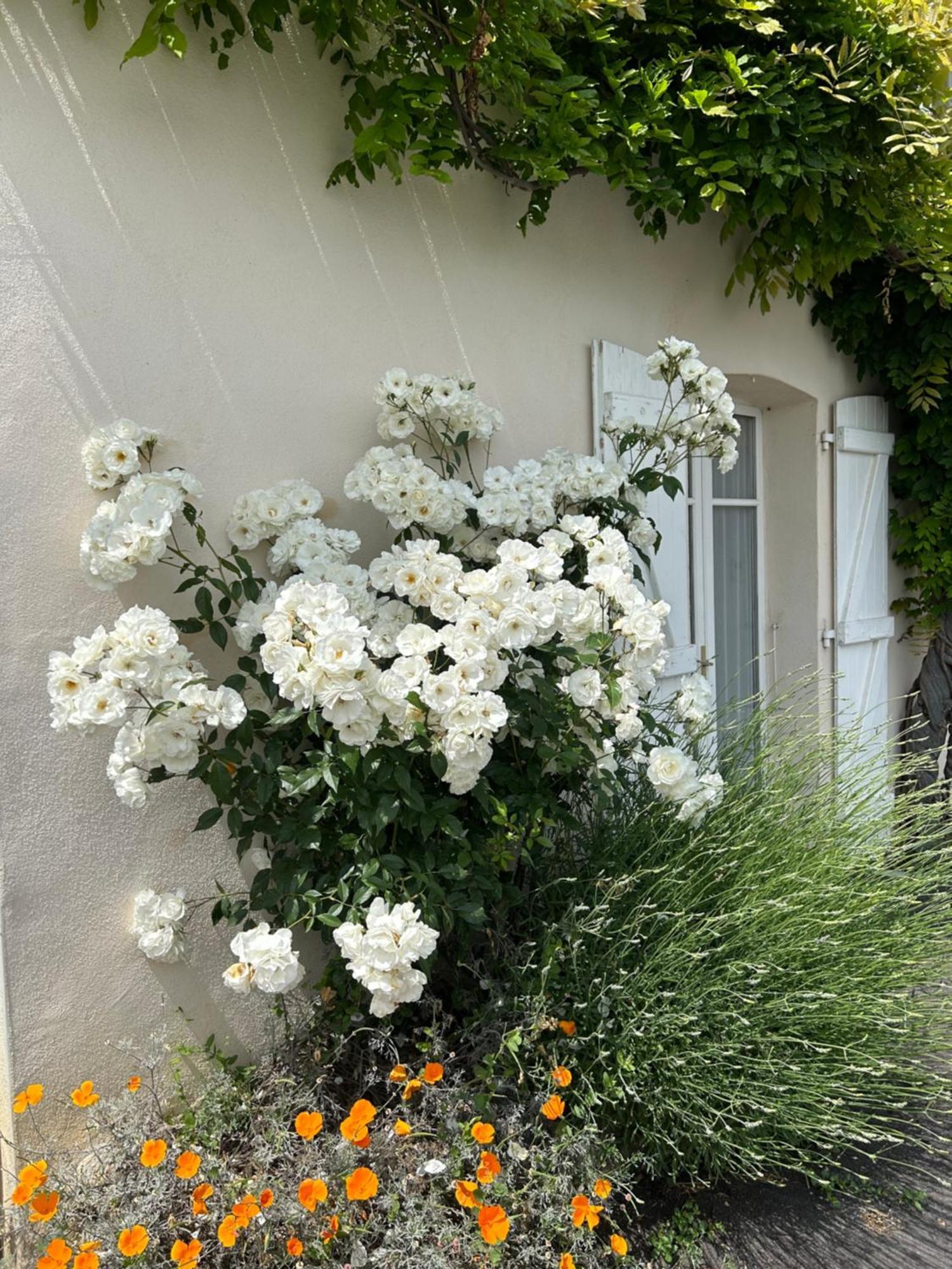 La Glycine B&B Sainte-Colombe  Buitenkant foto